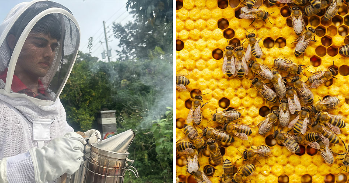 Florida Teenager Invents Amazing Bee-Saving Device That Dramatically Increases Honey Production