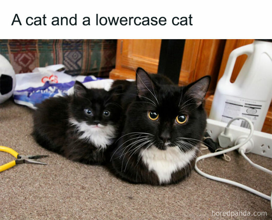 A weird photo of a fluffy black cat and its small kitten with white chests, lying on a rug.