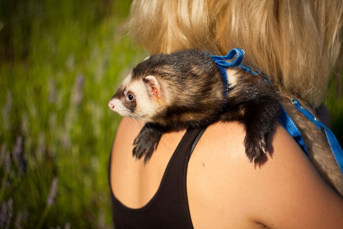A ferret on a pet owner's shoulder with a blue harness, highlighting common pet vet bills.