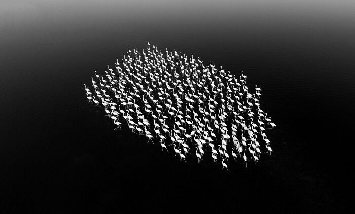 Black & White, Honorable Mention: The Song Of Flamingos By Rota Defterim