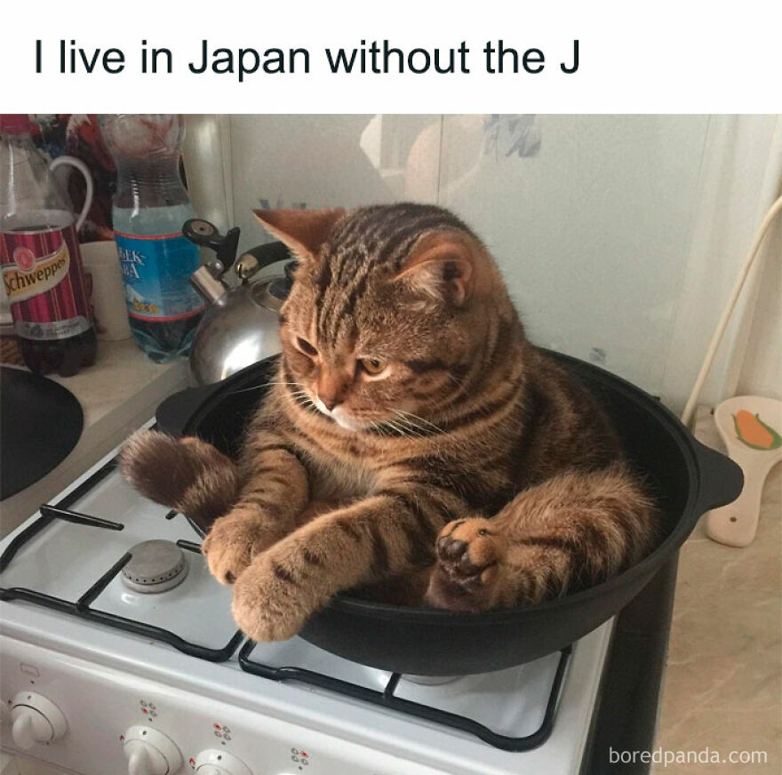 A tabby cat being weird by sitting in a cooking pot on a stove, looking grumpy.
