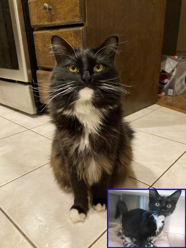 from_scrap_to_floof-6a88a4e2a89bc.jpg