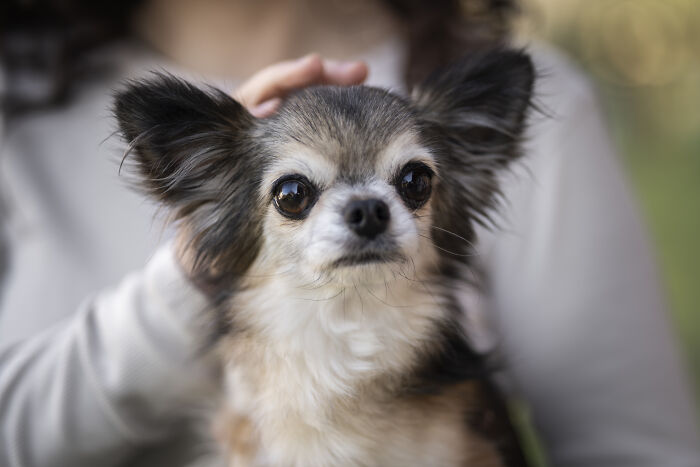 A fluffy chihuahua with big ears looks at the camera, held by a pet-owner, highlighting vet bills.