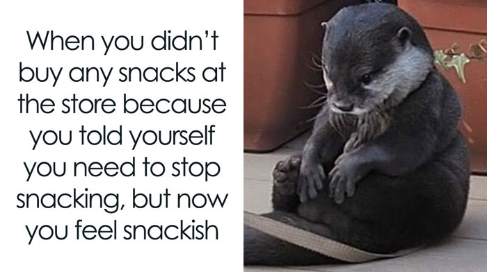 134 Memes That Make A Strong Case For Animals Being The Funniest Part Of The Internet