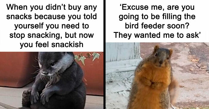134 Funny And Adorable Animal Memes To Turn Your Day Around