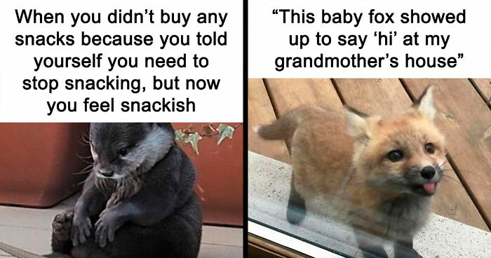 134 Silly And Cute Animal Memes That Might Be Exactly What Your Day Needs