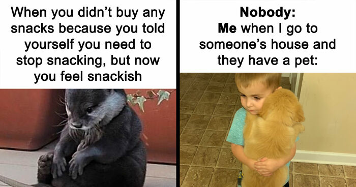 134 Silly And Cute Animal Memes That Might Be Exactly What Your Day Needs