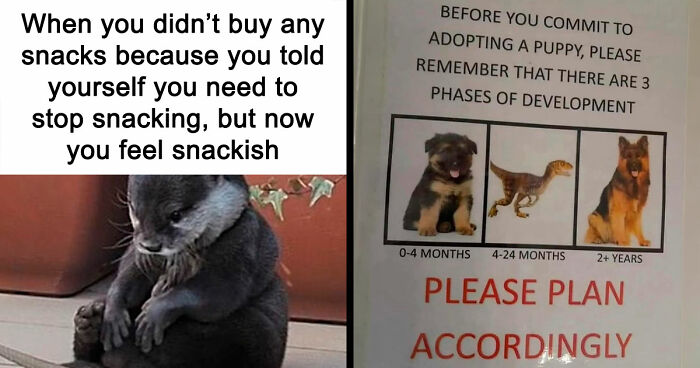 134 Memes That Make A Strong Case For Animals Being The Funniest Part Of The Internet