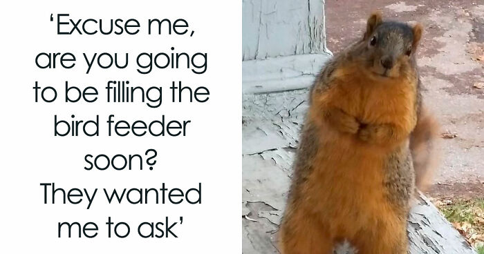 134 Memes That Make A Strong Case For Animals Being The Funniest Part Of The Internet
