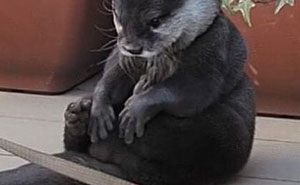 134 Funny And Adorable Animal Memes To Turn Your Day Around