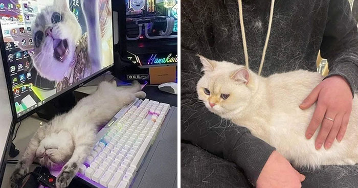 46 Hilarious Cat Pics Shared By A Page That Knows Cats Are Never Normal