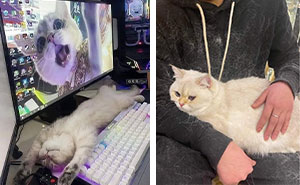 46 Pics Of Cats Being Weird, Dramatic, And Completely Ridiculous, Shared By This Page