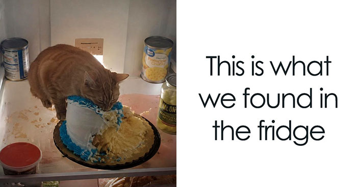 72 Heartwarming Animal Memes To Help You Escape The Doom-And-Gloom