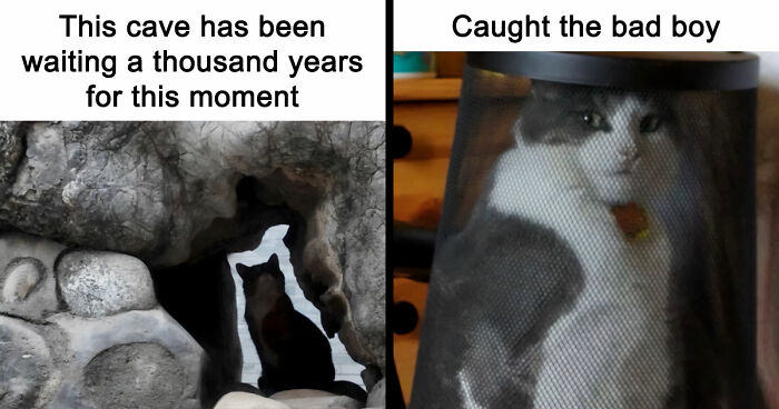 72 Wholesome Animal Memes That Might Heal Your Tired Soul
