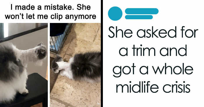 72 Funny Animal Memes That Deliver Maximum Joy With Minimal Effort