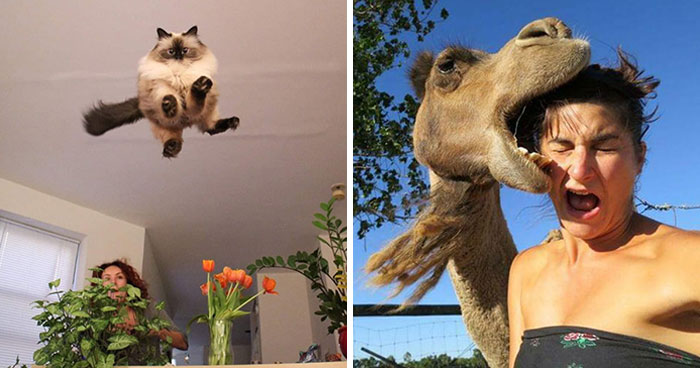 This Community Shared 50 Funny Animal Photos That Could Easily Win A Comedy Award