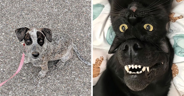 Pure Photography Awards Shares 39 Dog Images That Range From Artistic To Absurd