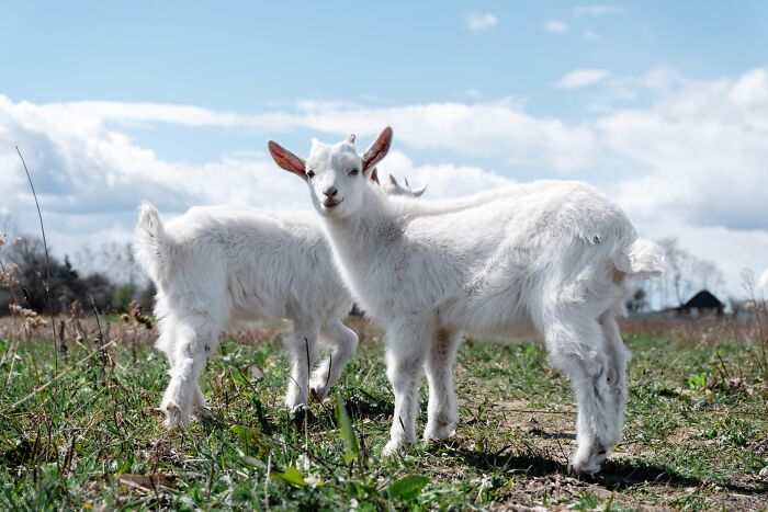 Cabin crew questions: Two baby goats in a field, a metaphor for unhinged questions cabin crew receive.