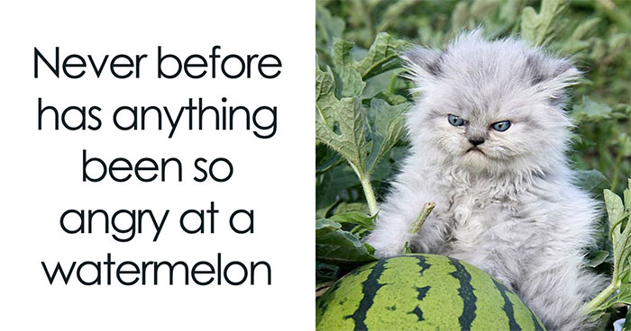 This Page Shared 30 Hilarious Cat Memes For Everyone Who’s Slightly Obsessed With Cats