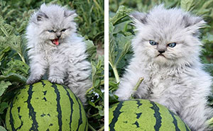 This Page Shared 30 Hilarious Cat Memes For Everyone Who’s Slightly Obsessed With Cats