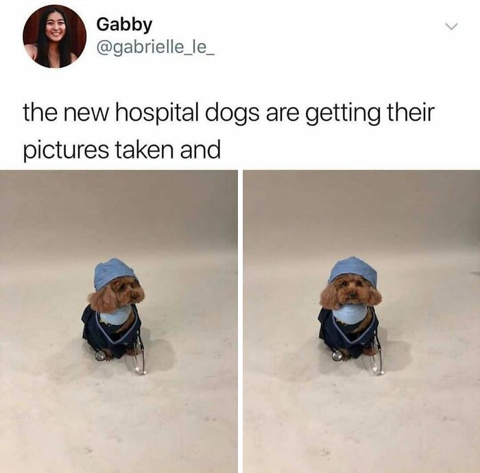 A small dog dressed as a doctor with a mask and scrubs, ready for a hospital role. This is a delightful meme for doctors.