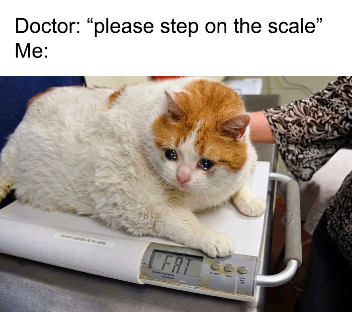 A sad, chubby cat on a scale, with the display showing FAT, a relatable doctor visit meme.