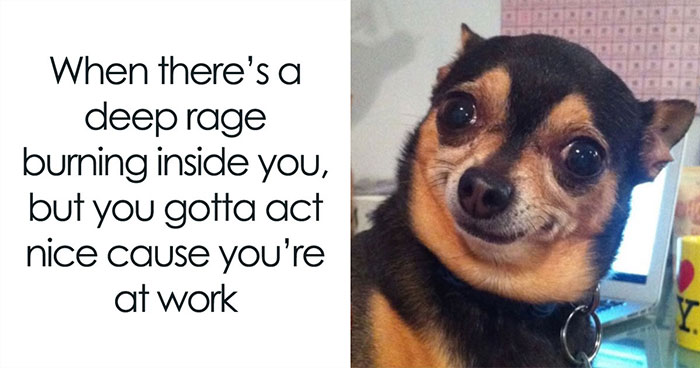 A Dog Toy Company Shares Memes About Its Favorite Customers, And They’re Too Accurate (35 Pics)