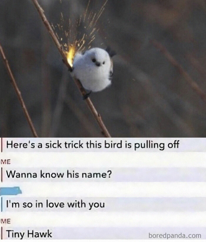 A fictional text exchange featuring a cute bird on a branch with sparks, humorously identified as 'Tiny Hawk.'