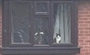 This Page Shared 50 Memes That Show Why Cats ‘Rule’ The Internet