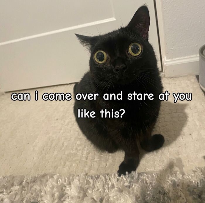 A black cat with wide eyes stares directly at the camera. This unhinged meme is sure to change your mood.