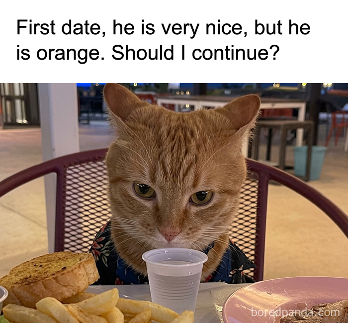 An orange cat sitting at a table on a first date, looking at the camera, a funny unhinged meme.