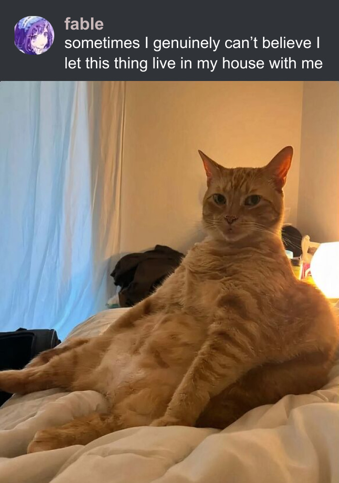 An unhinged meme of a large ginger cat sitting upright on a bed, looking disgruntled, changing the mood.