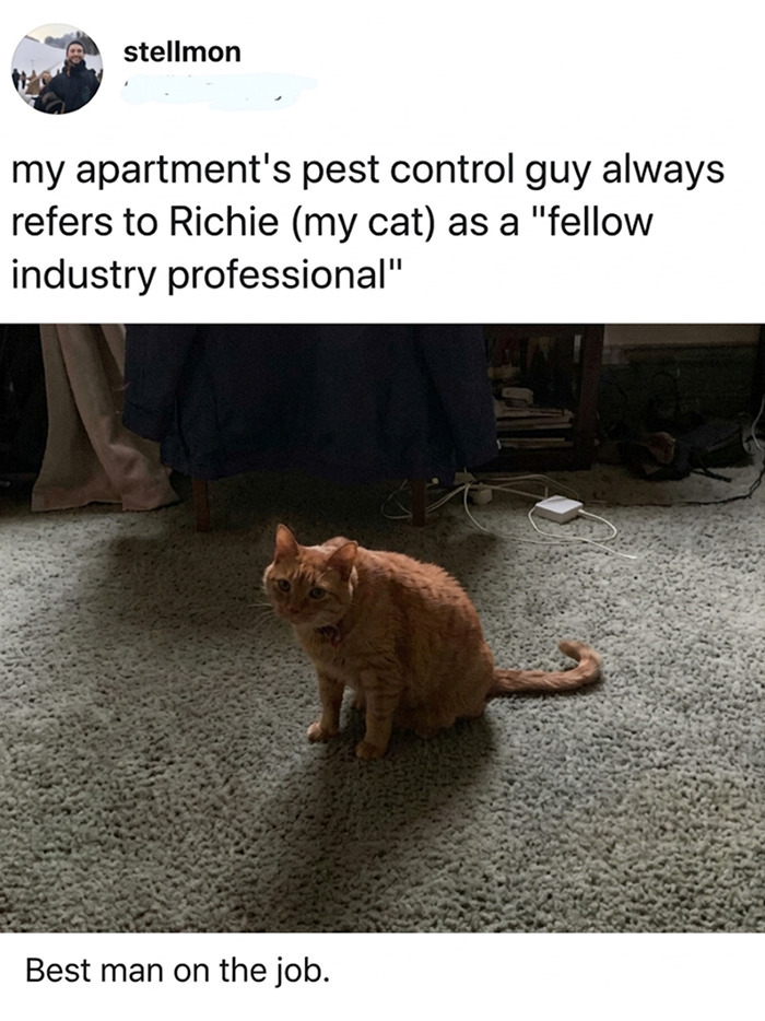 A meme of an orange cat sitting on a carpet, with text describing it as a fellow industry professional. Change your mood with this funny meme.