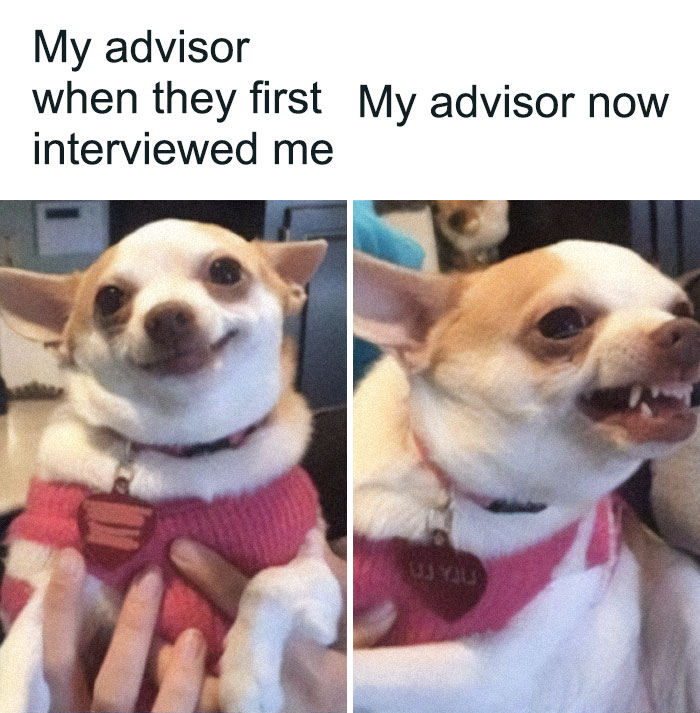 A PhD meme with two images of a chihuahua; first smiling, then snarling, representing an advisor's change.