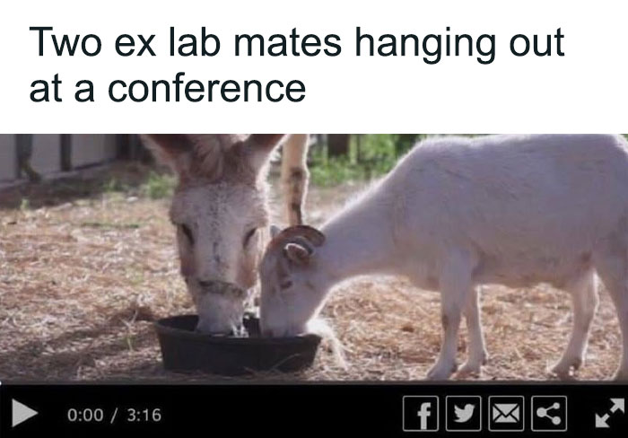 PhD meme of a video of a goat and donkey, captioned Two ex lab mates hanging out at a conference.