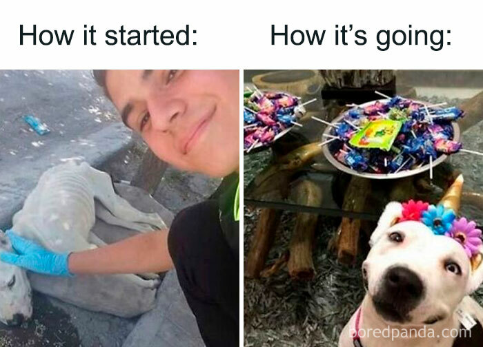 A side-by-side comparison of a person petting an emaciated dog and the same dog healthy and wearing a unicorn horn, a hilarious meme.