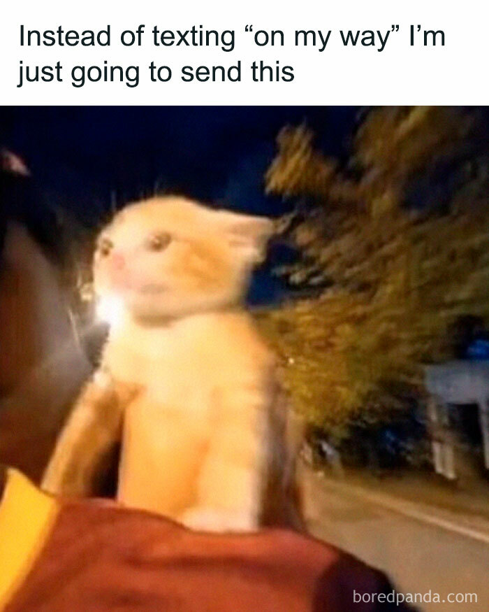 A blurry image of a kitten in motion, representing being on the way, part of hilarious memes for a good mood.