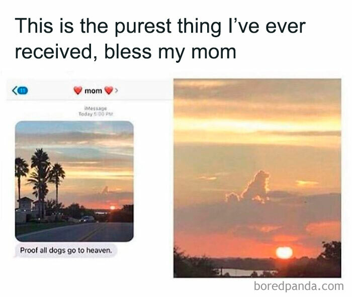 A hilarious meme showing a sunset with dog-shaped clouds, bringing a good mood.