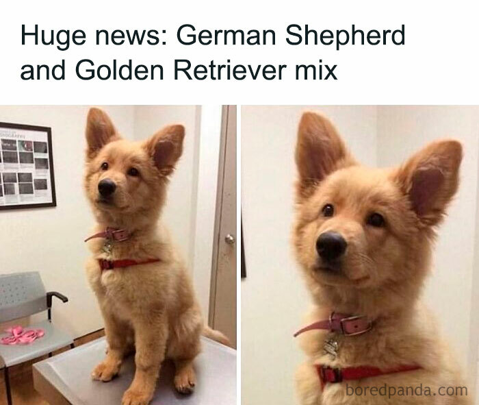 A hilariously cute German Shepherd and Golden Retriever mix dog at the vet, one of many hilarious memes to brighten your mood.