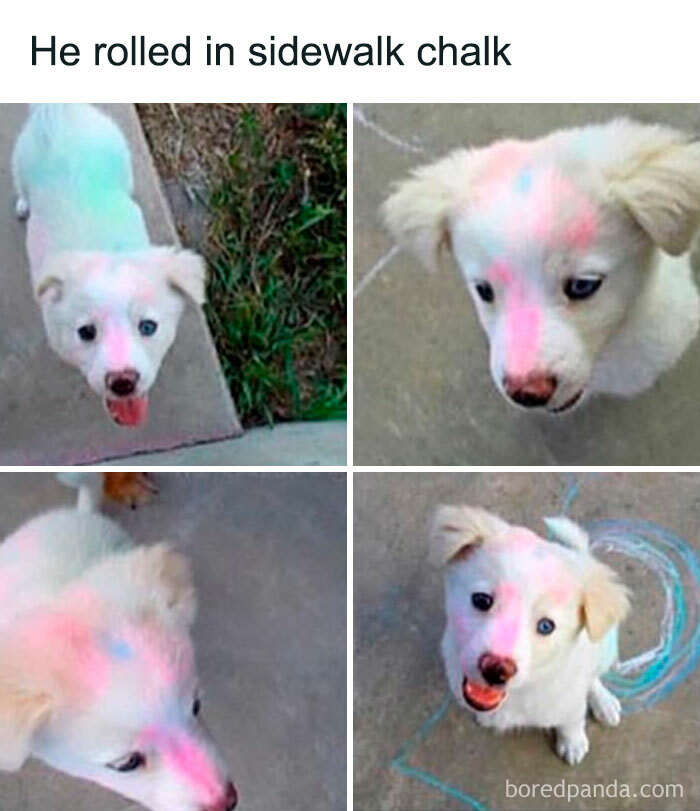 A compilation of four images showing a white puppy covered in colorful sidewalk chalk, a hilarious meme.