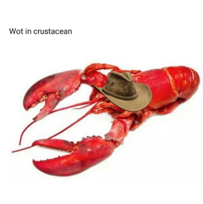 A Serotonin Meme depicting a lobster wearing a cowboy hat, with the text Wot in crustacean, bringing comfort.