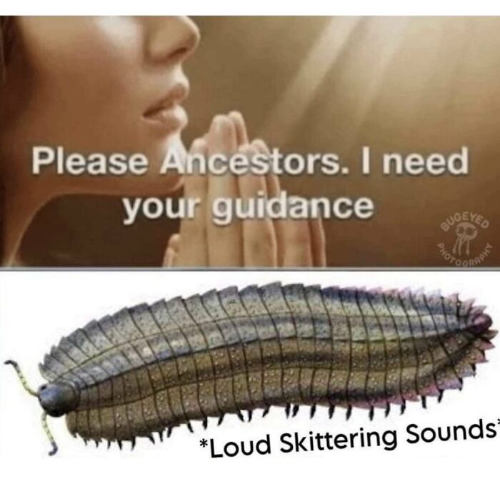 A serotonin meme featuring a person praying for guidance and a large insect, evoking comfort.