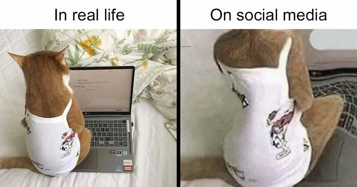 79 Delightfully Funny Animal Memes To Fix Your Mood