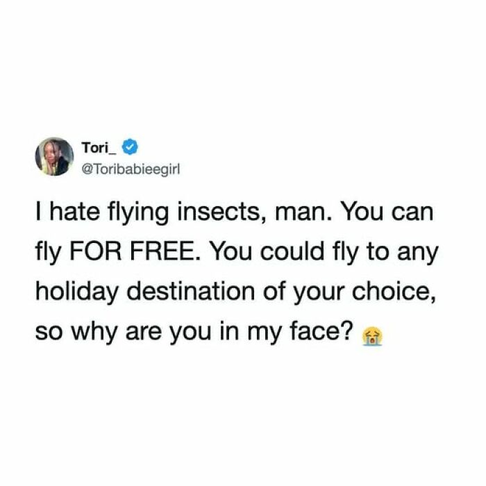 Funny tweet about flying insects, capturing unhinged yet relatable humor about life's annoyances.