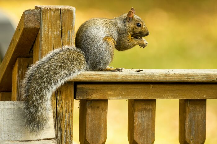 A fluffy squirrel holding a nut, representing the focus of a neighbor battle over an ornamental squirrel. A fluffy squirrel holding a nut, representing the focus of a neighbor battle over an ornamental squirrel.
