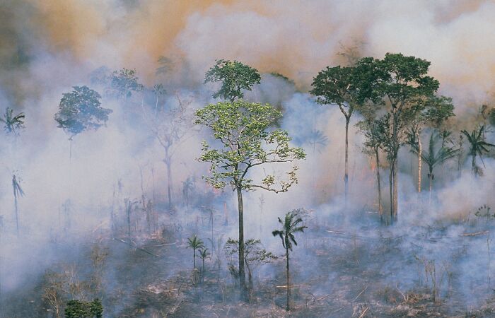 Smoke fills a deforested area with scattered trees, highlighting scary science facts about environmental destruction.