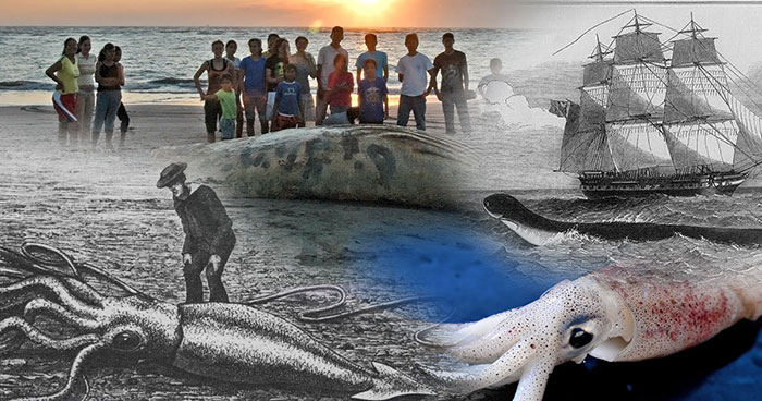The Real Kraken Exists, And The Truth Is Somehow Stranger Than The Legend