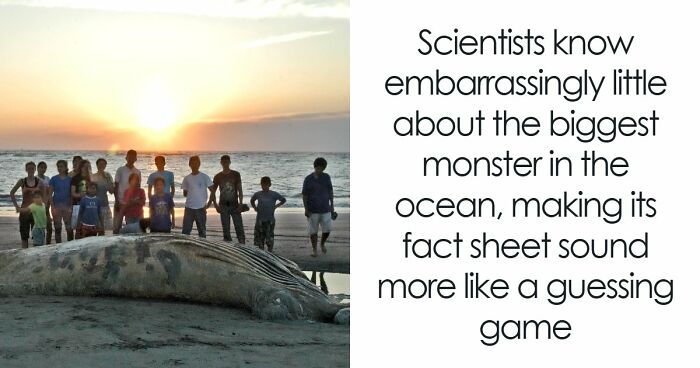 The Largest Invertebrate On Earth Has Been Filmed Exactly Thrice; It Is Not Happy About It