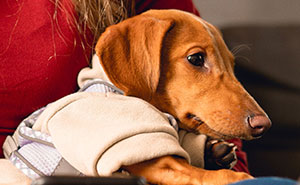 Neighbor Asks Couple To Watch Her Dog “For A Few Days,” Disappears When They Try To Return Him