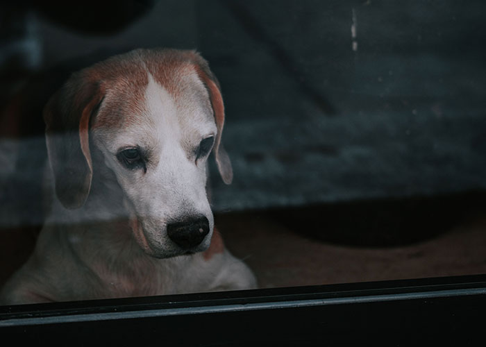 Neighbor Asks Couple To Watch Her Dog “For A Few Days,” Disappears When They Try To Return Him Neighbor Asks Couple To Watch Her Dog “For A Few Days,” Disappears When They Try To Return Him